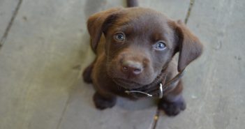 Tips for New Puppy Parents