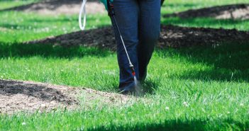 Tips to Control Spring Lawn Weeds