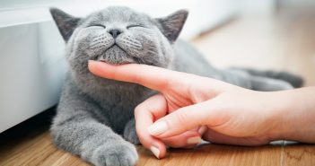 Benefits of Adopting a Cat