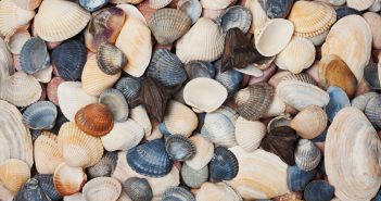 Summer Seashell Crafts for the Whole Family