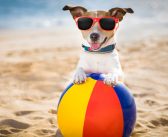 10 Ways to Help Keep Your Pet Cool This Summer