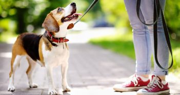 Protect Your Dog from Hot Pavement