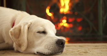 Pet Fire Safety Tips