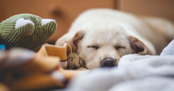 Helpful Tips to Prepare for Adopting a Dog