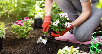 Best Flowers to Plant for Your Fall Garden