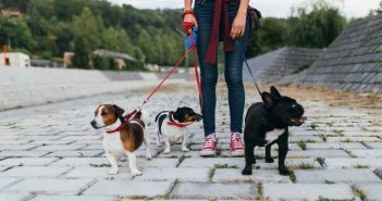 Tips for Hiring a Pet Sitter