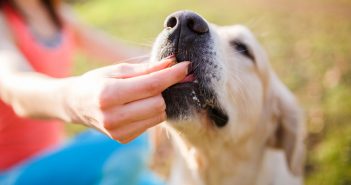 Homemade Doggy Treats Your Furry Friend Will Love