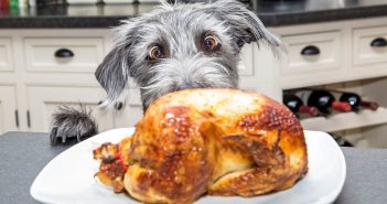 Thanksgiving Pet Safety Tips