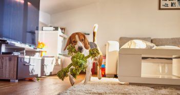 Ways to Keep Your Pet Entertained Indoors