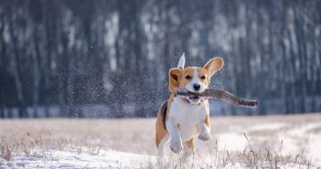 Flea and Tick Prevention for the Winter