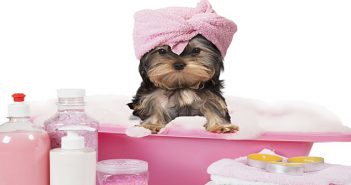 The Do’s and Don’ts of Grooming Your Dog at Home