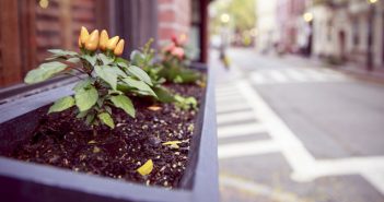 DIY Planter Boxes