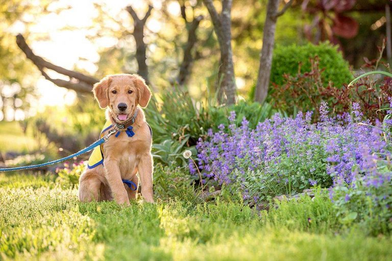 DogFest Long Island (VIRTUAL)